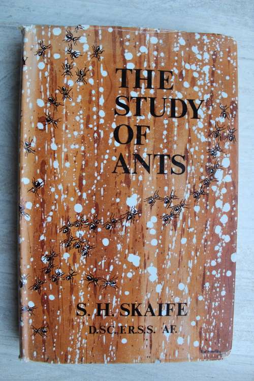 The study of ants - Skaife