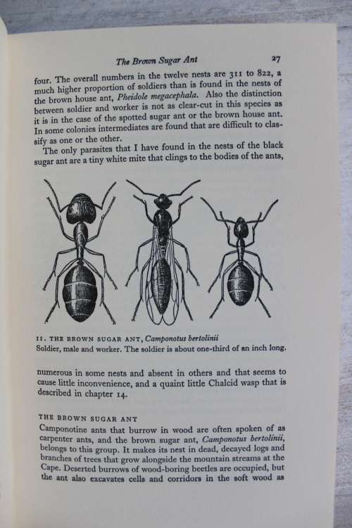 The study of ants - Skaife