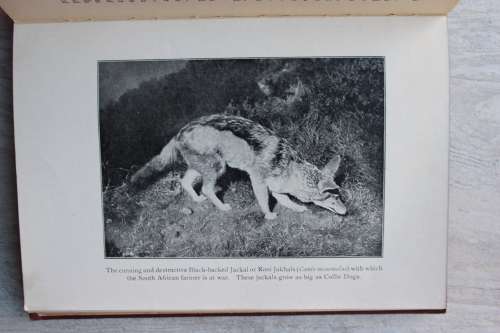 The Natural History of South African : Mammals Vol. 2 by F.W. Fitzsimons