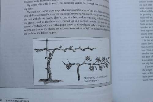 The Grape Grower - A Guide to Organic Viticulture   - Rombough