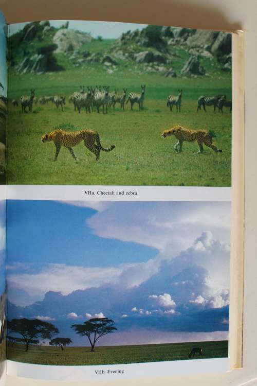 Serengeti Home  - kay Turner