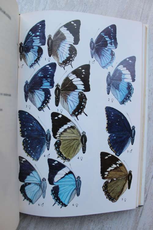 Field Guide to the Butterflies of  Africa - Williams