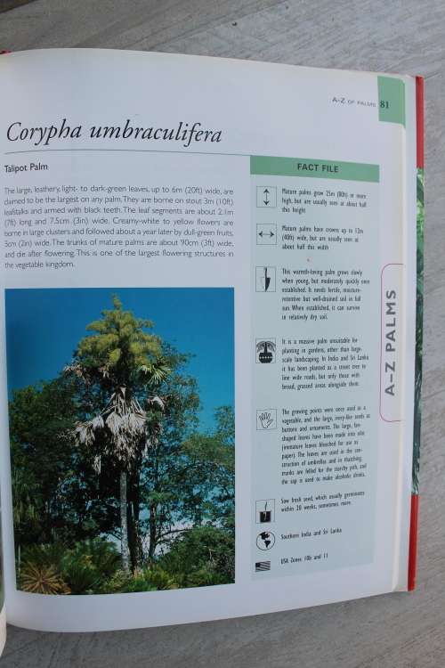 Palms and Cycads - Guide to selecting, growing - David squire