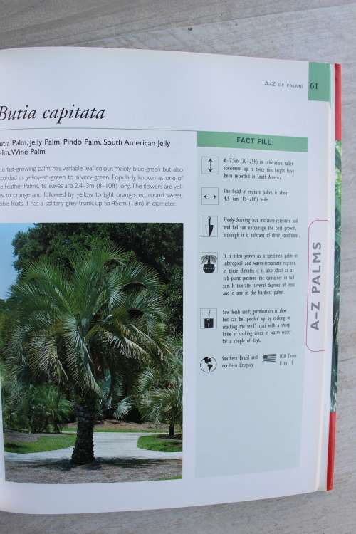 Palms and Cycads - Guide to selecting, growing - David squire