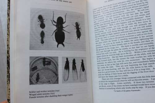 The Soul of the White Ant - Eugéne N. Marais