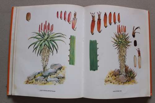 South African Aloes - barbara Jeppe