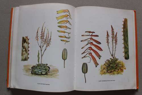 South African Aloes - barbara Jeppe