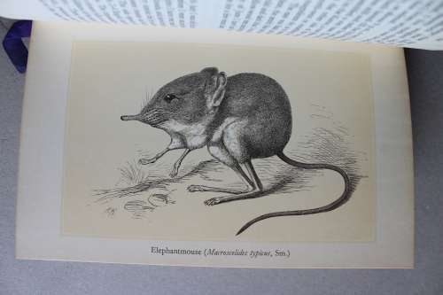 J.F. Victorin-     Travels in the Cape, the years 1853-1855