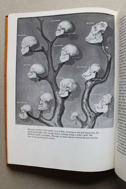 Dr Robert Broom. Palaeontologist & Physician 1866-1951