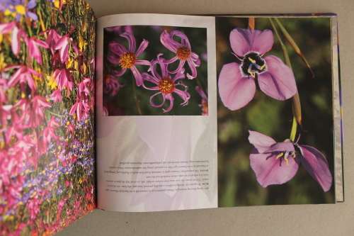 Gerhard Dreyer`s Wild Flowers: A Visual Celebration of South Africa`s Floral Abundance