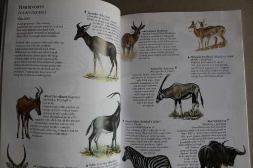 Pilanesberg Guide