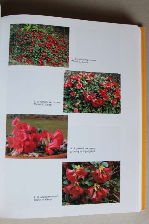 The Rhododendron Species. Volume III Elepidotes continued: Neriflorum-Thomsonii, Azaleasrtrum