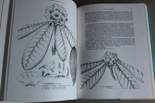 The Rhododendron Species. Volume II - Elepidotes Part 1 - Arboreum - Lacteum