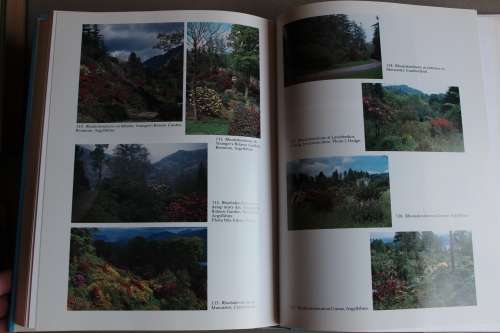 The Rhododendron Species. Volume II - Elepidotes Part 1 - Arboreum - Lacteum