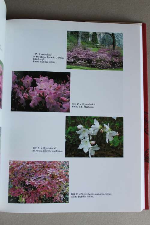 The Rhododendron Species. Volume IV -Azaleas