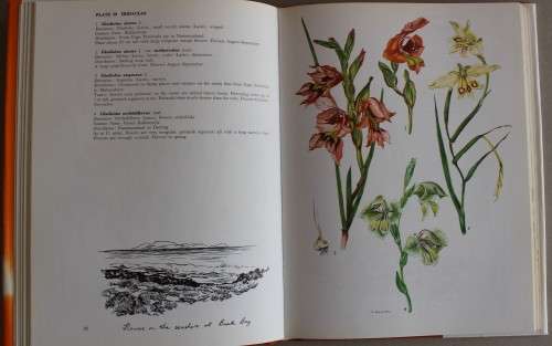 SIGNED: Western Cape Sandveld Flowers - Mason, Hilda