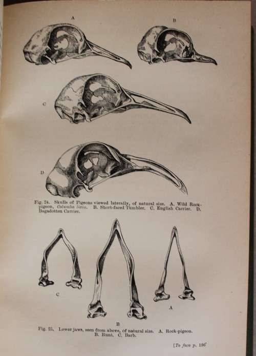 Charles Darwin -The Variation of Animals & Plants under Domestication