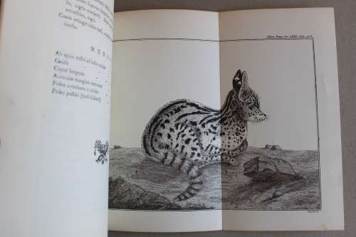 Tyger-cat of the Cape of Good Hope - (Johann Reinhold Forster 1729-98)