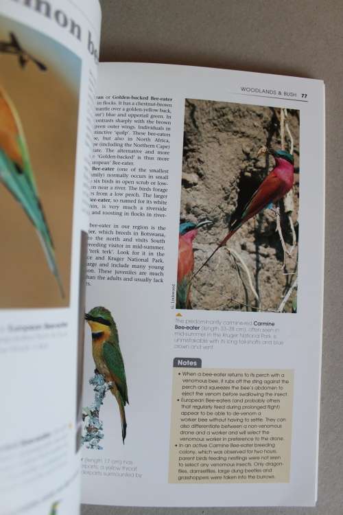 What's that bird? A starter's guide to birds of Southern Africa  - Newman
