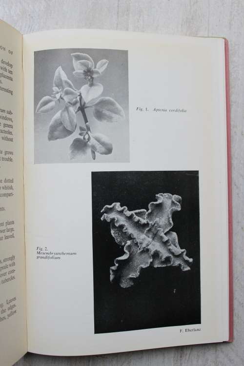 The Cultivation of the Mesembryanthemaceae - Schwantes