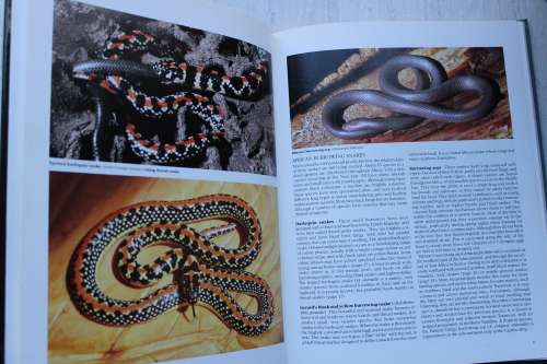 Everyone`s Guide to Snakes of Southern Africa - Branch