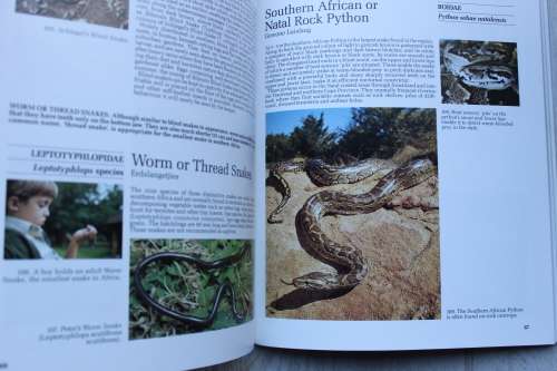Snakes and other reptiles of Southern Africa - Patterson
