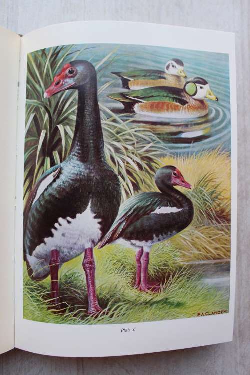 Gamebirds of Southern Africa -   P A Clancey