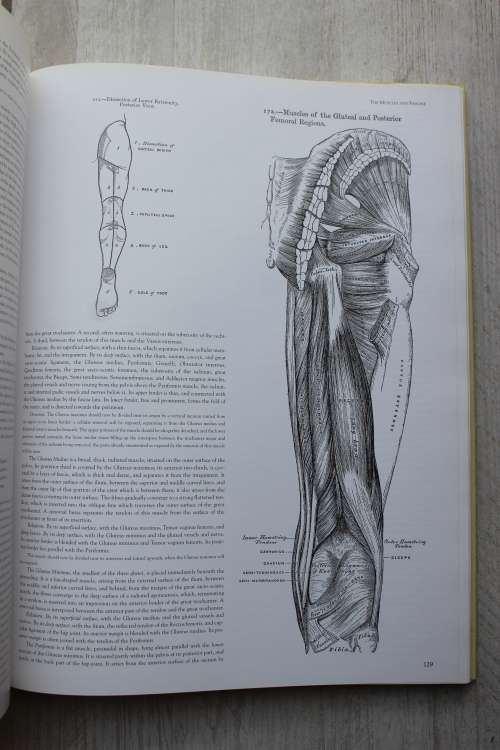 Gray`s Anatomy , a facsimile - Henry Gray