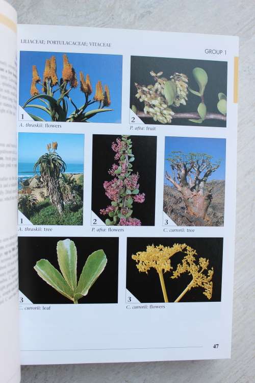 Field Guide to Trees of Southern Africa - Braam and Piet van Wyk
