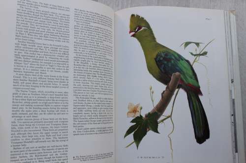 Birdlife in Southern Africa - Kenneth Newman