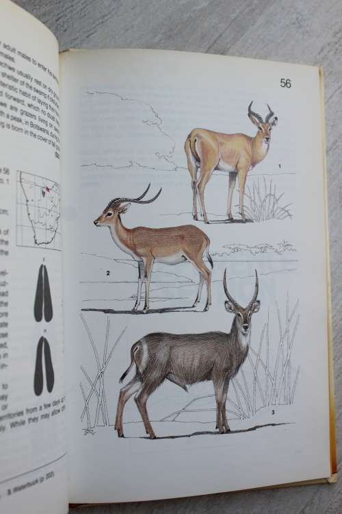 Land mammals of Southern Africa, a field guide - Smithers