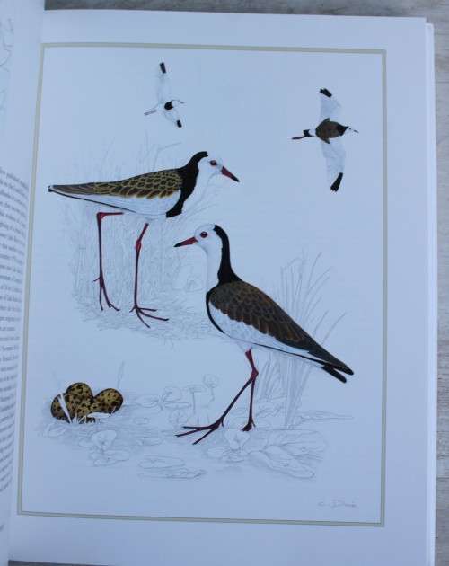 WADERS OF SOUTHERN AFRICA -- Phil Hockey and Clare Douie
