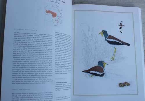 WADERS OF SOUTHERN AFRICA -- Phil Hockey and Clare Douie