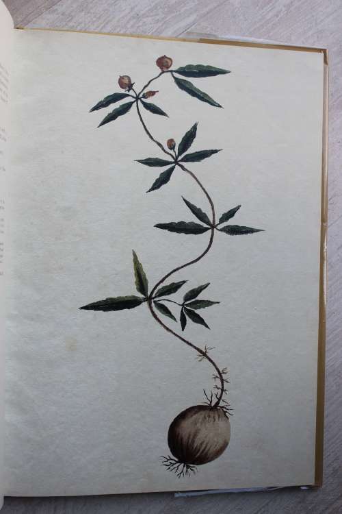 Codex Witsenii - ML Wilson et al