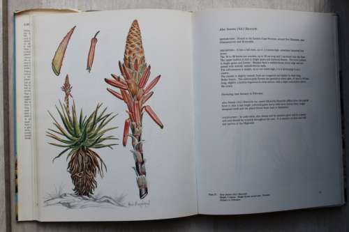 ALOES OF SOUTH AFRICAN VELD - Hans Bornman & David Hardy