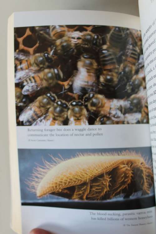 A World Without Bees - Benjamin & McCallum