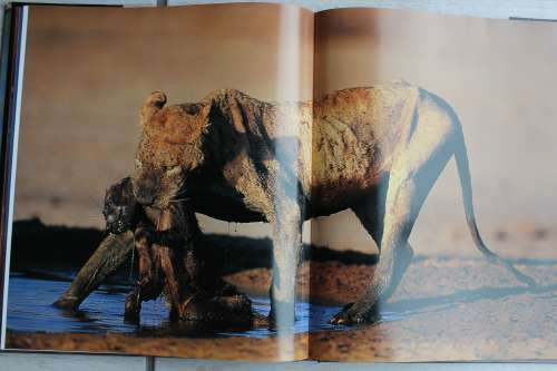 Dwellers in Eden - A day in the African wild - Adrian Bailey