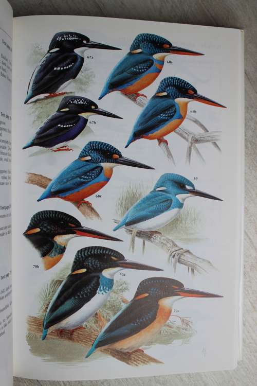 Kingfishers, Bee-Eaters & Rollers - Fry & Harris