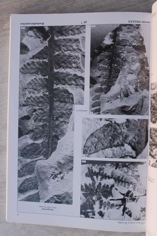 Molteno Ferns: Late Triassic Biodiversity in Southern Africa - Anderson