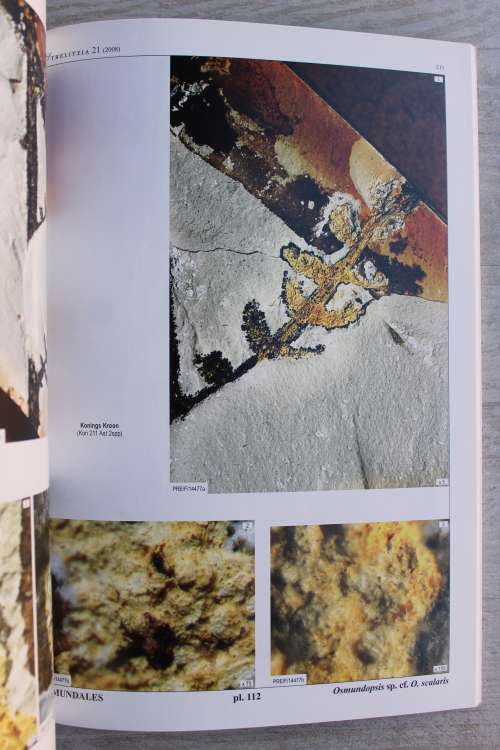 Molteno Ferns: Late Triassic Biodiversity in Southern Africa - Anderson