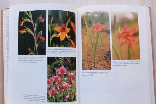 GLADIOLUS IN TROPICAL AFRICA - Goldblatt, Peter (African Botany)