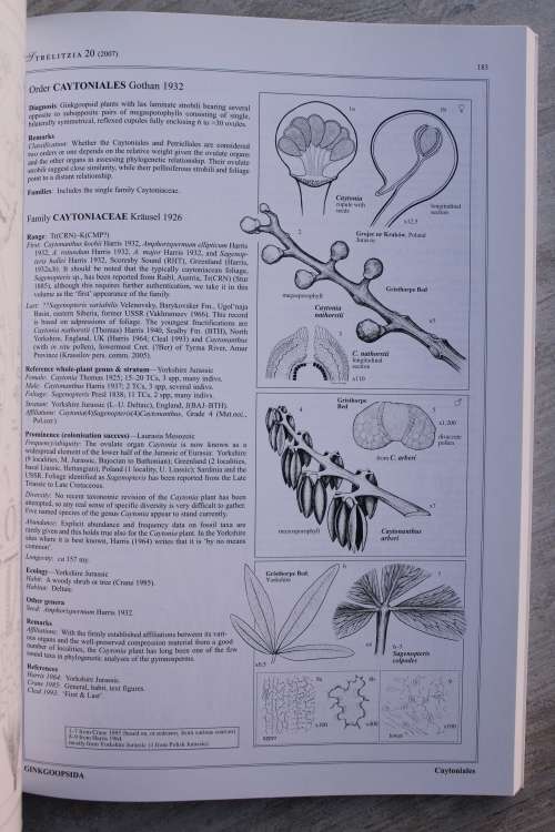 Brief history of gymnosperms: classification, biodiversity, phytogeography and ecology - Anderson