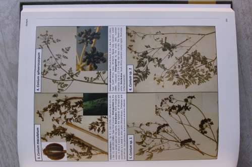 African Apiaceae - Van Wyk, Tilney & Magee