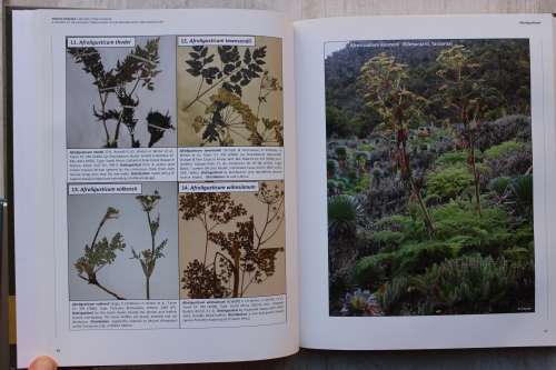 African Apiaceae - Van Wyk, Tilney & Magee
