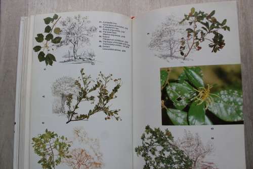 Trees of Southern Africa -  Keith Coates Palgrave