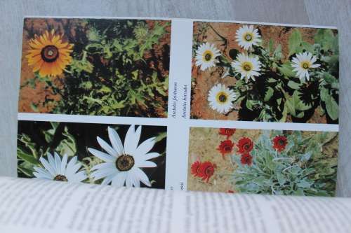 Namaqualand and Clanwilliam South African Wild Flower Guide 1