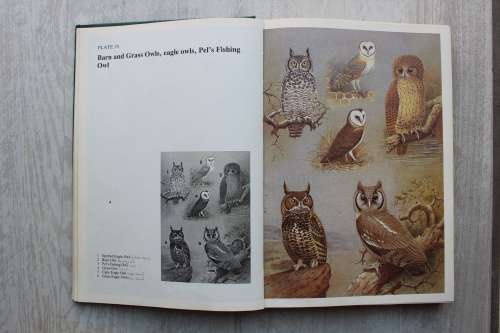 BIRDS OF PREY of SOUTHERN AFRICA Their Identification and Life Histories -PETER STEYN
