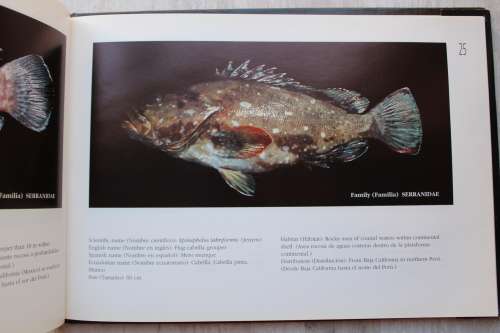 Field guide to the edible fishes and shellfishes in coastal waters of Ecuador