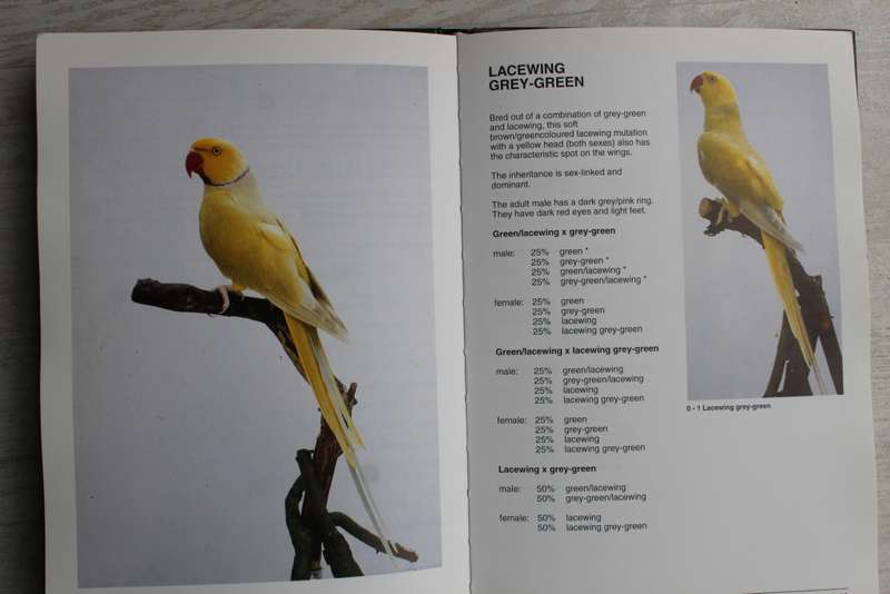 Ringnecked Parakeets and their mutations - Bastiaan