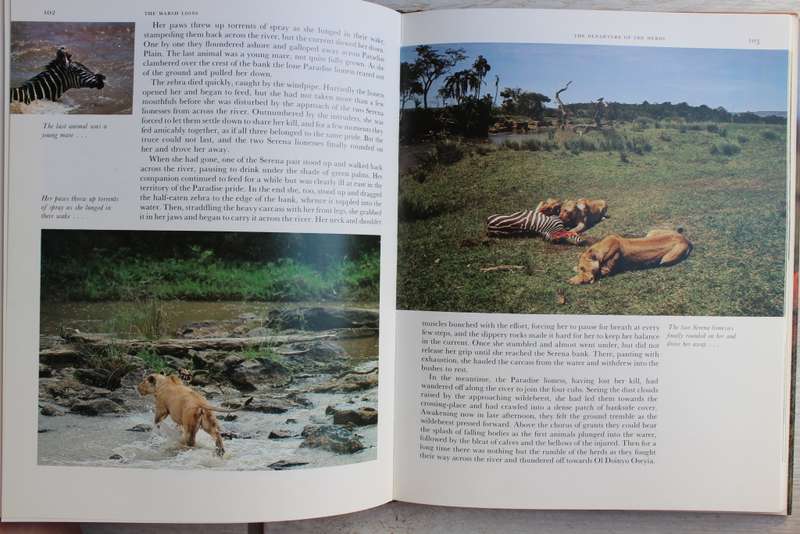 THE MARSH LIONS- THE STORY OF AN AFRICAN PRIDE- BRIAN JACKMAN & JONATHAN SCOTT
